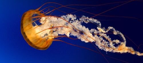 Жидкости для маникюра в Молдове — Paradis Cosmetic